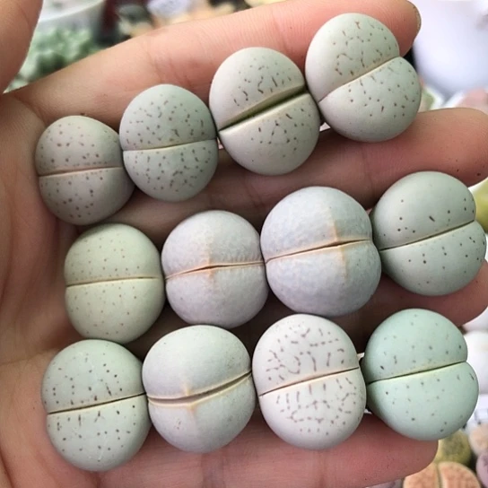 0936，1.7-2厘米如图