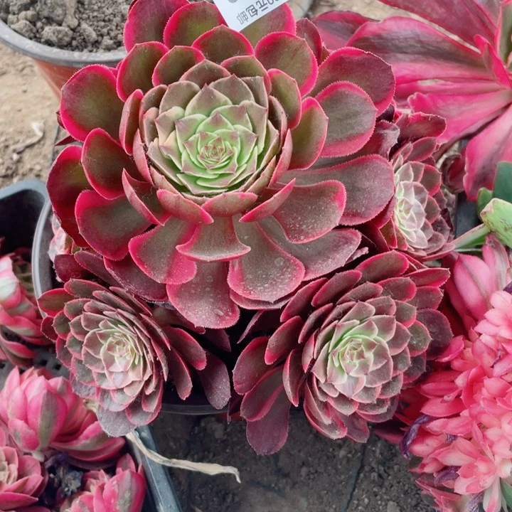 353粉花妖多肉12345578