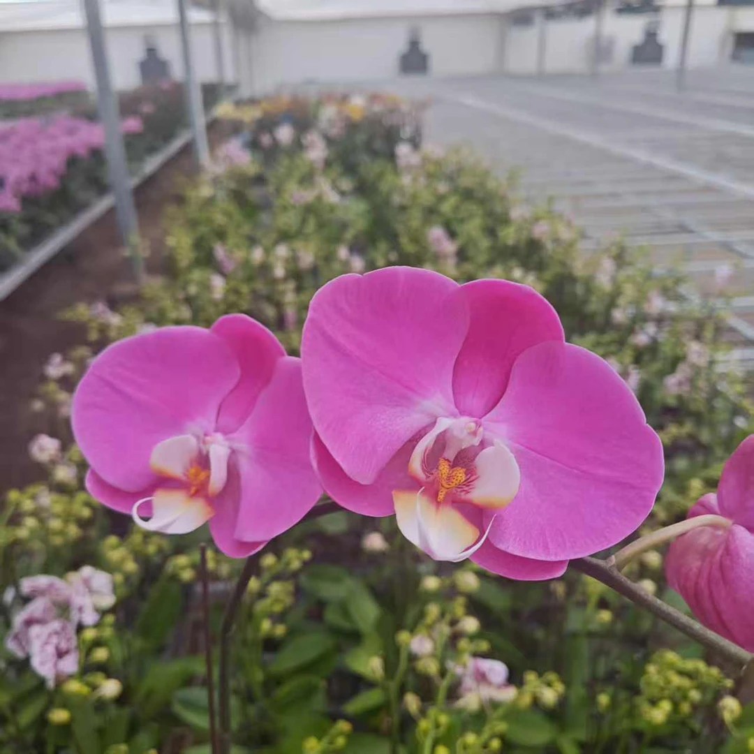【大鱼海棠】蝴蝶兰带花剑室内盆栽花卉