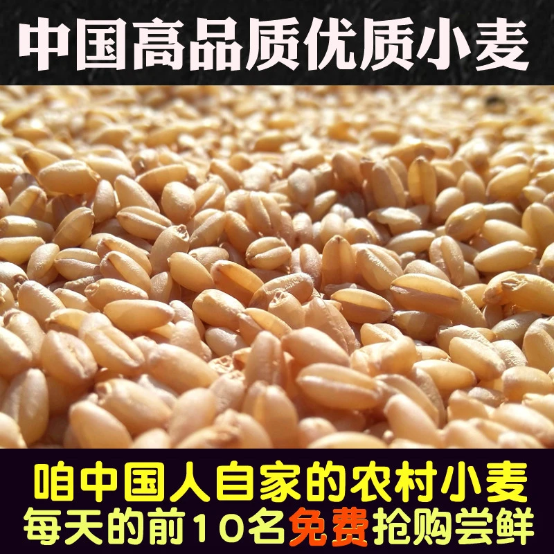 当季新货河南小麦酿酒发芽猫草饲料小麦五谷杂粮原料农家自产小麦