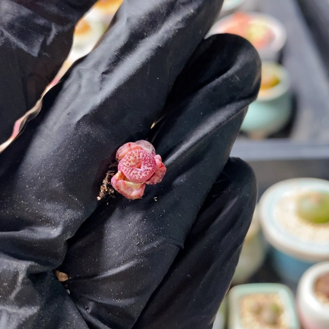 有***醺4778--一物一拍 w c