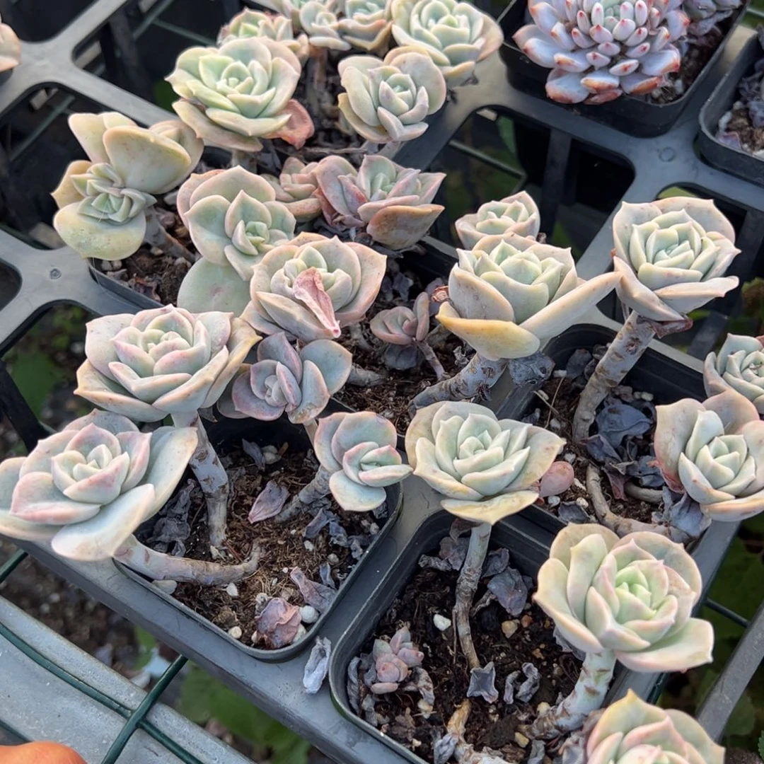 可爱玫瑰有砍不包整散一颗量拍多肉满18元包邮