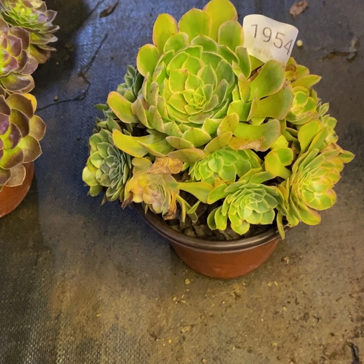夏荷多肉断头不包1954
