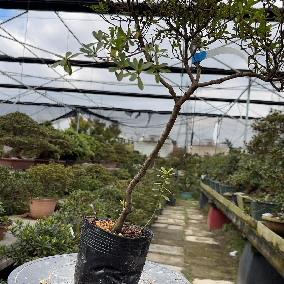 无花朵若惠有花朵