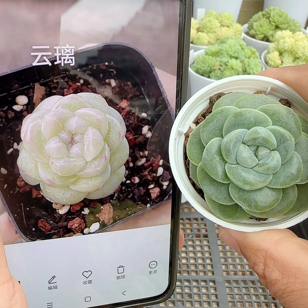 【闪购商品】0926-150（云璃）