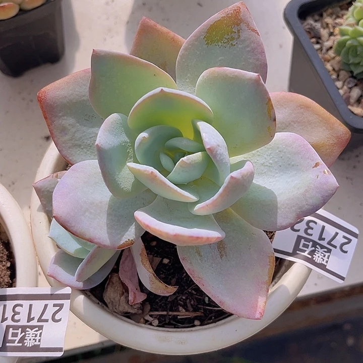 奶茶27132多肉植物
