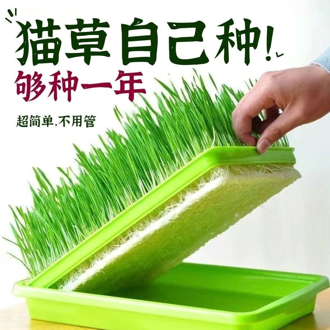 猫儿草种籽猫吃的化毛草猫薄荷种植套装盆营养猫草四季种种子