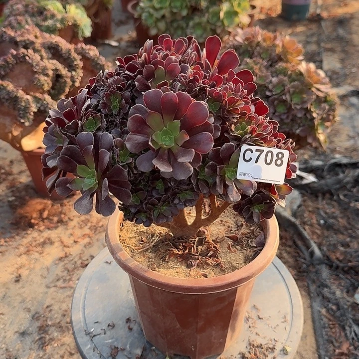 708欧紫DVD朵有伤一颗满28包邮