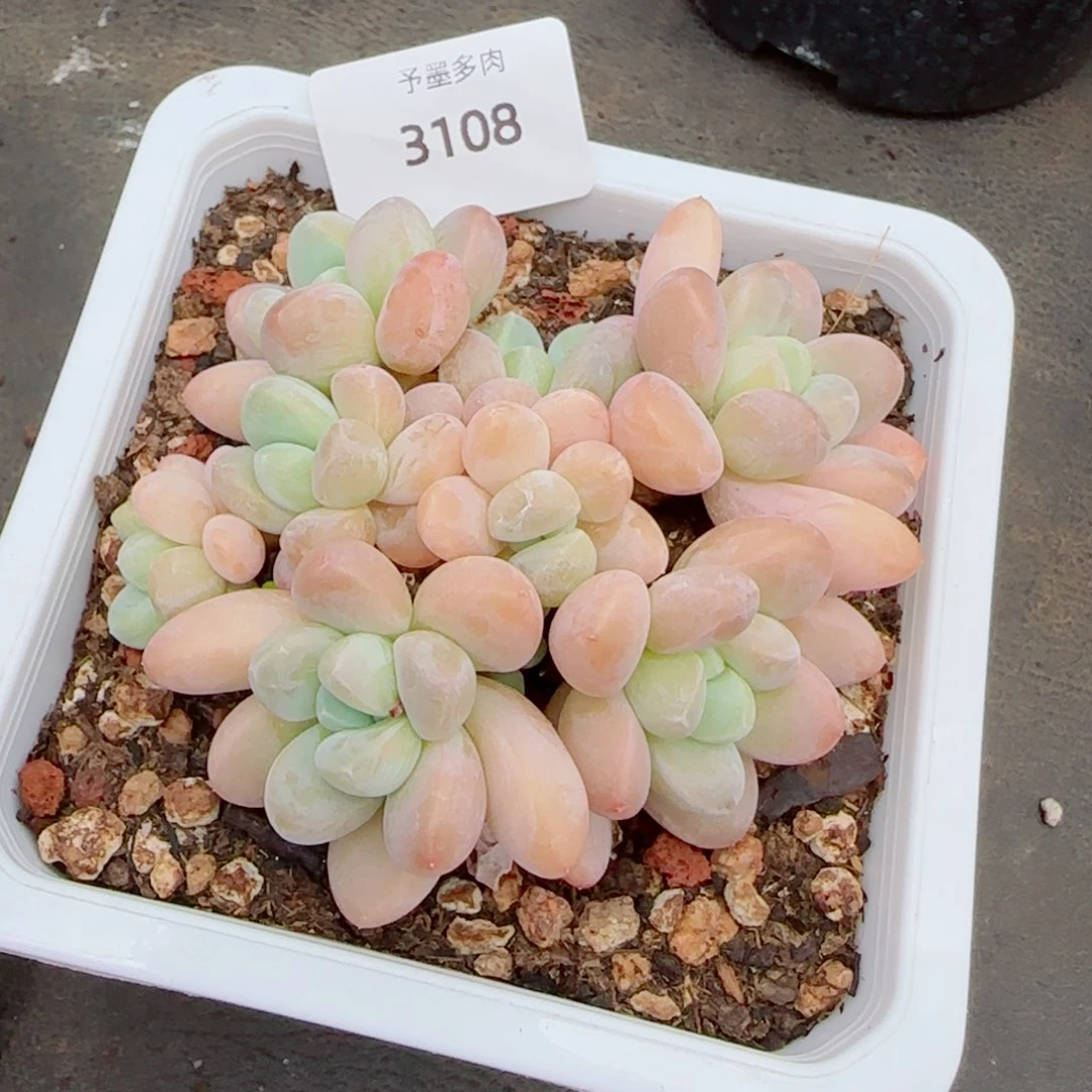 香玉无砍，3108多肉植物