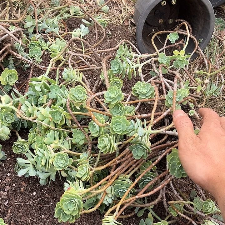 薄化妆2颗断枝9.99多肉植物