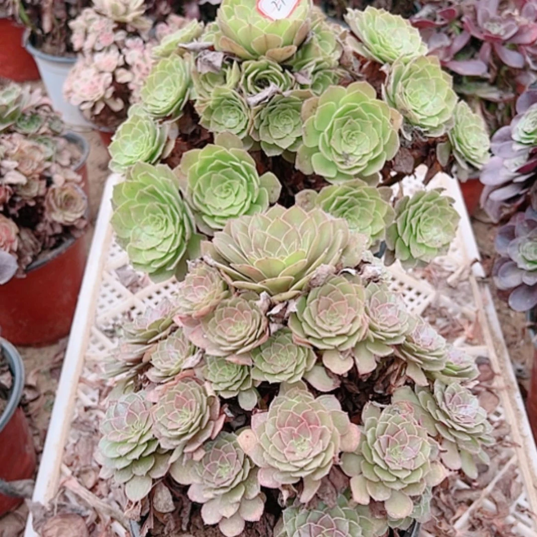 【闪购商品】无花朵牛*亮27号套餐2颗多肉植物