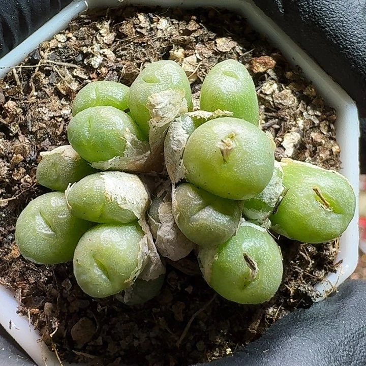 生石花111112。 96