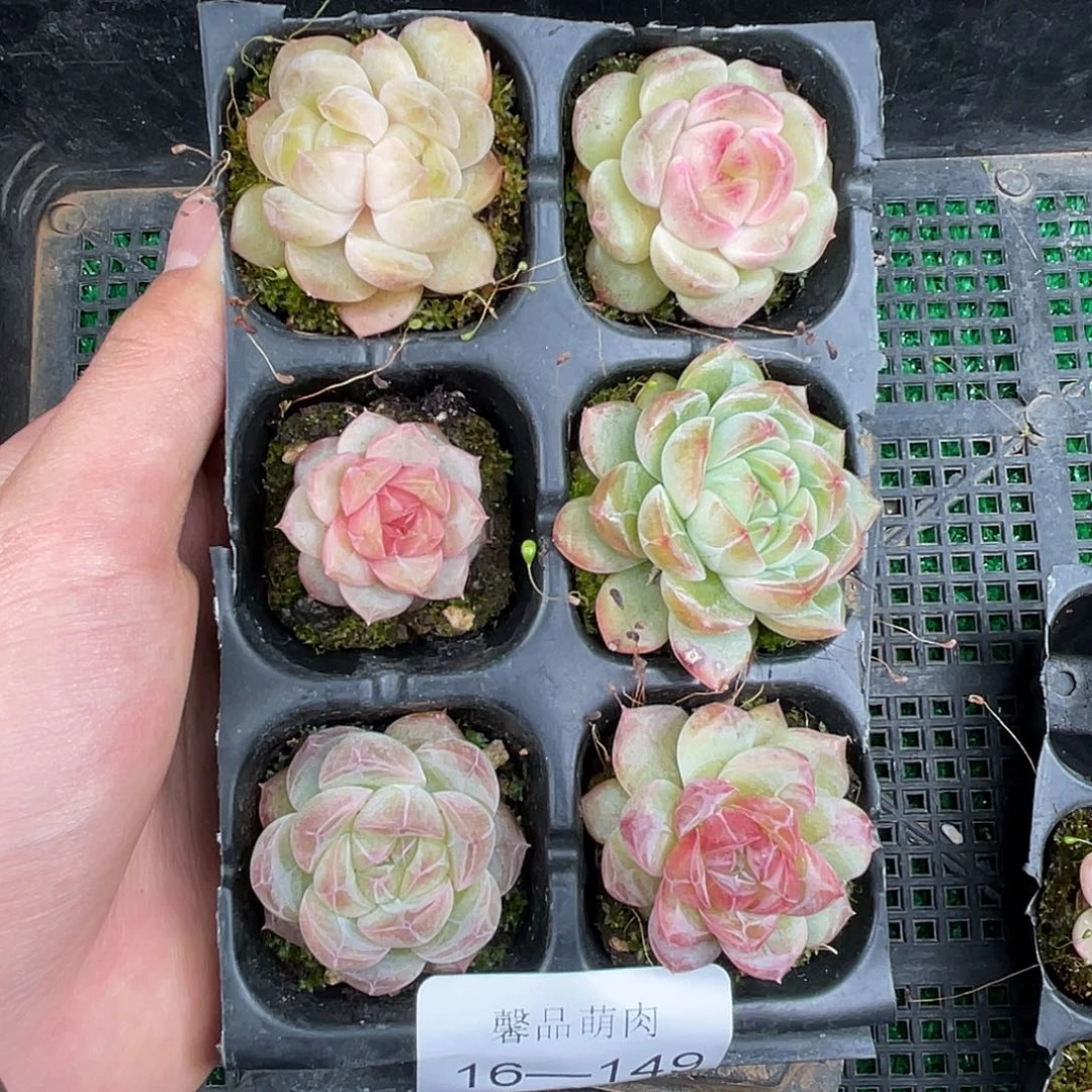 精品多肉一物一拍16-149