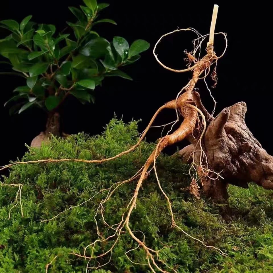 长白山新鲜林下人参 直播间改价链接