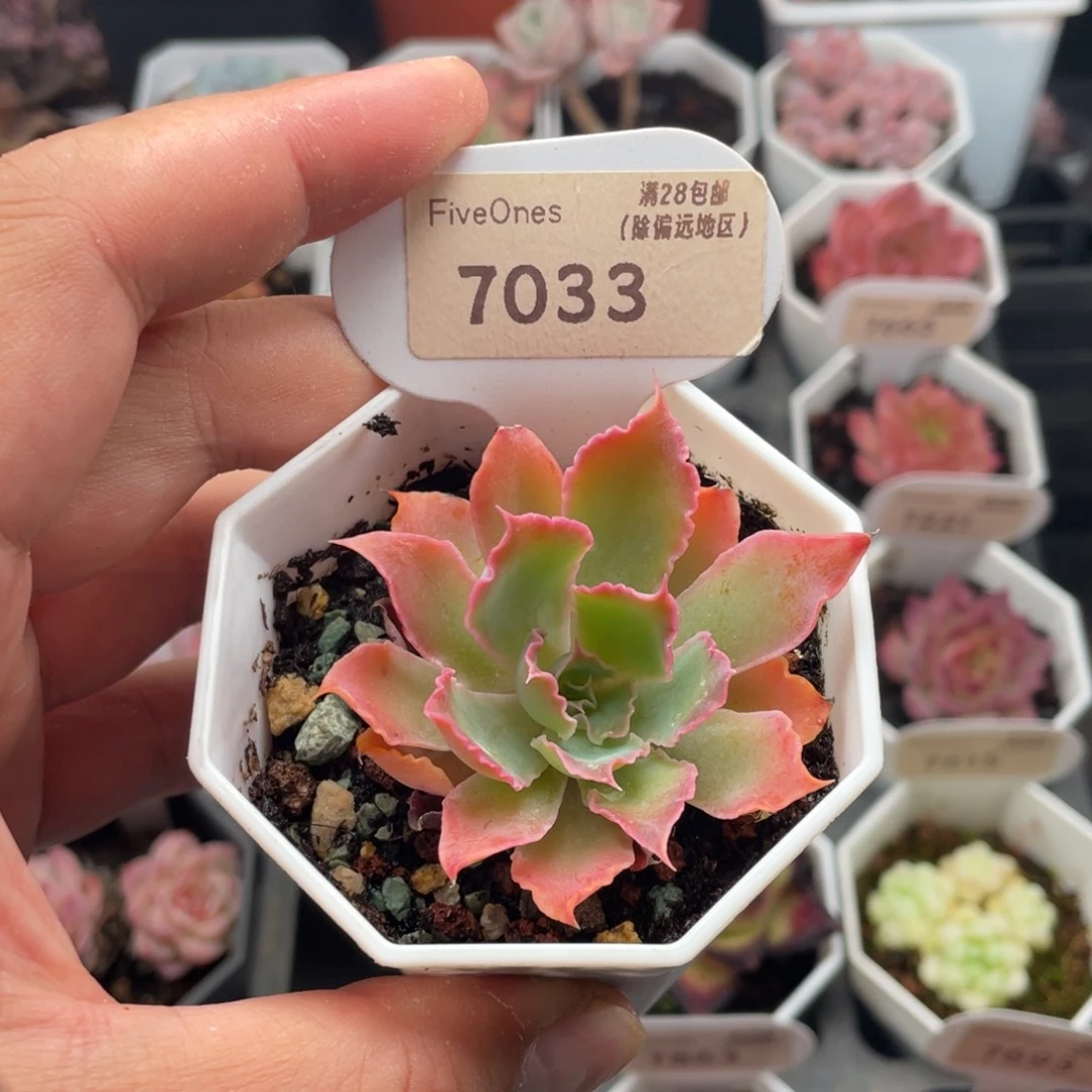 晚霞之舞7033-5.5厘米