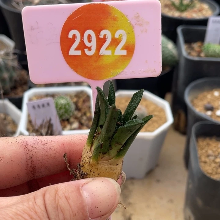 鸦***隐实生辛顿牡丹2922