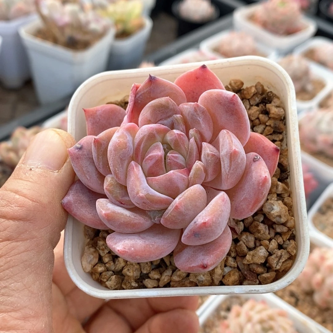 精品多肉一物一拍不包整29