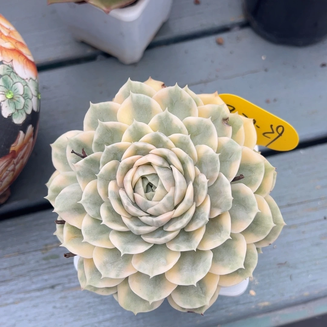 08-30-28昂斯诺锦多肉植物