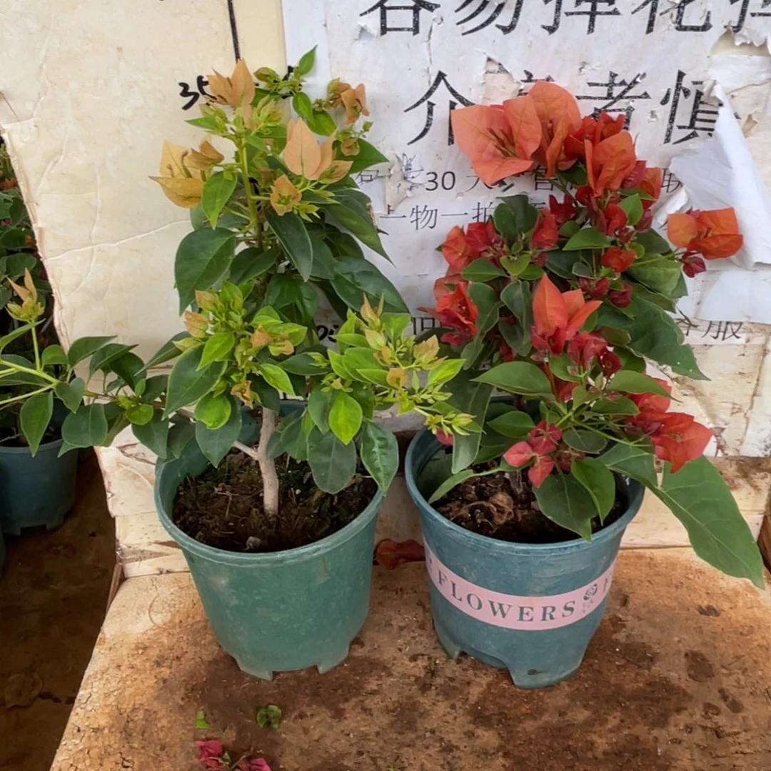 裤***.当前无花栽培后可以开花1-3470