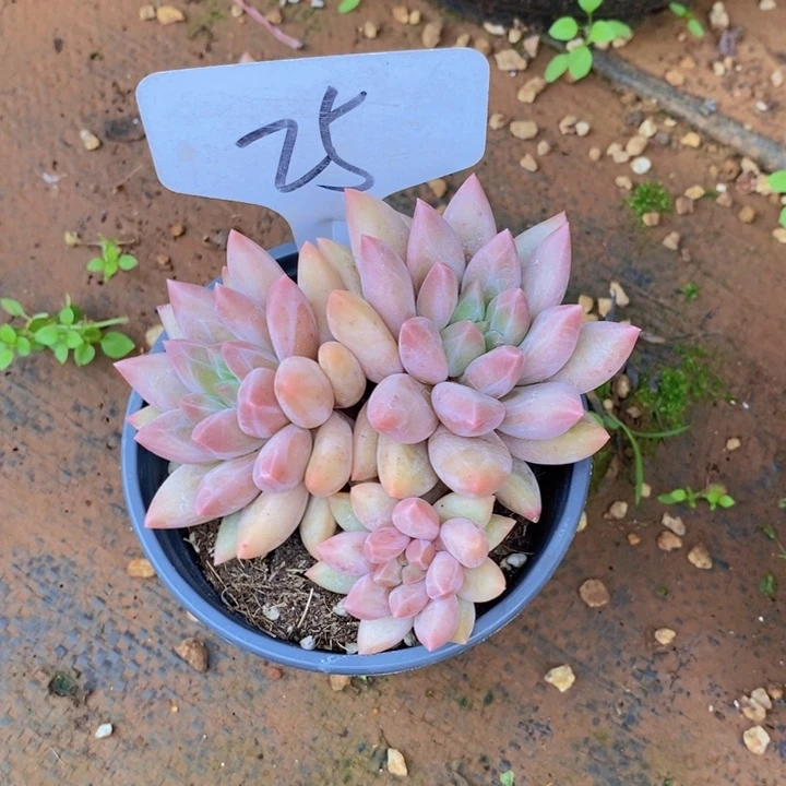 是吗不敢想吧不是说