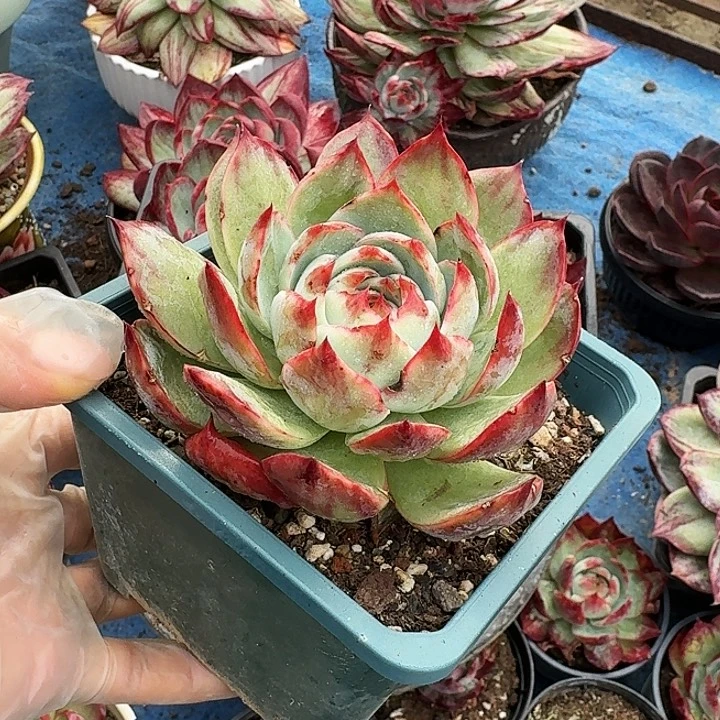 惊鸿仙子量拍绿体拉丝厚叶 7 公分左右