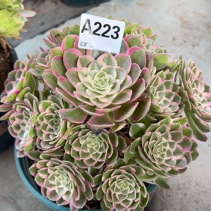 223孔雀翎20厘米半木质