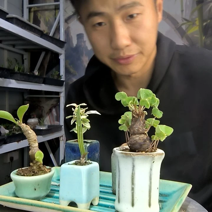 x****u中青园艺一物一拍100