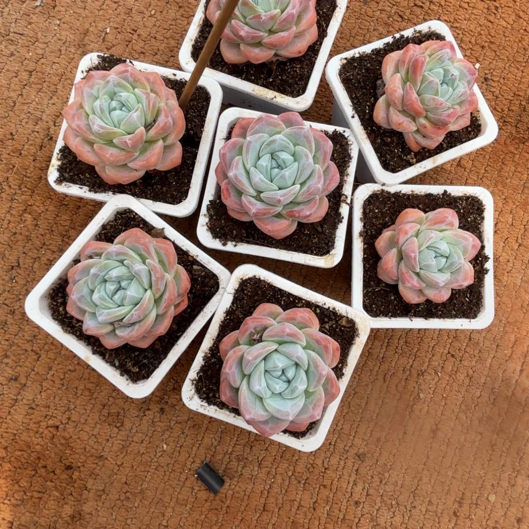 橙姐的冰玉加两个组拼盘