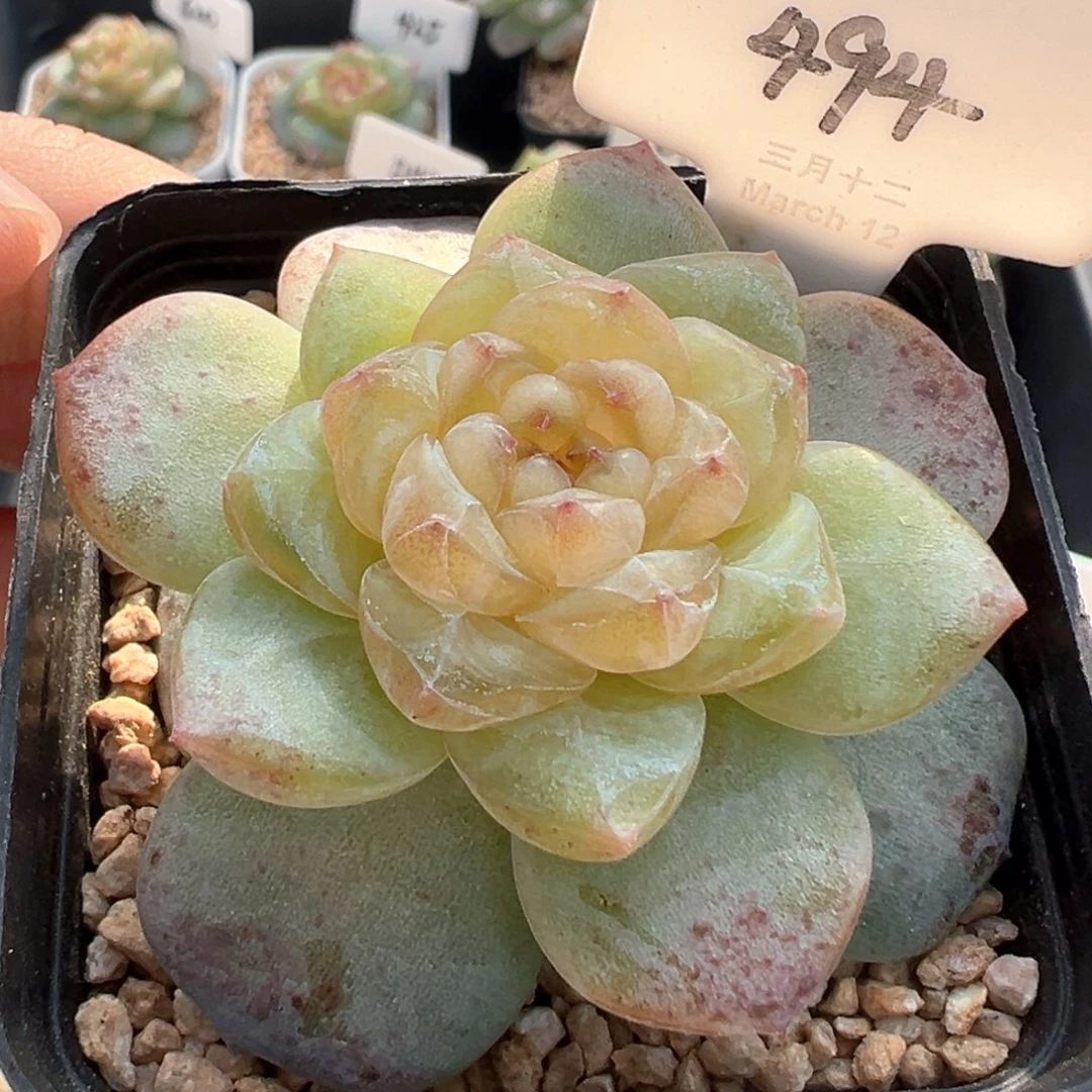 494号风花雪月系列清歌