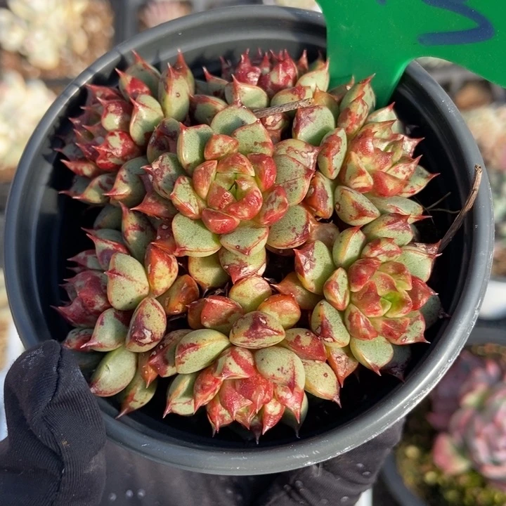 843烟火多肉植物保护