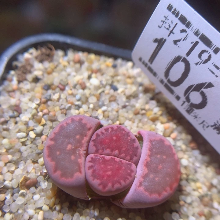 精品生石花219.106