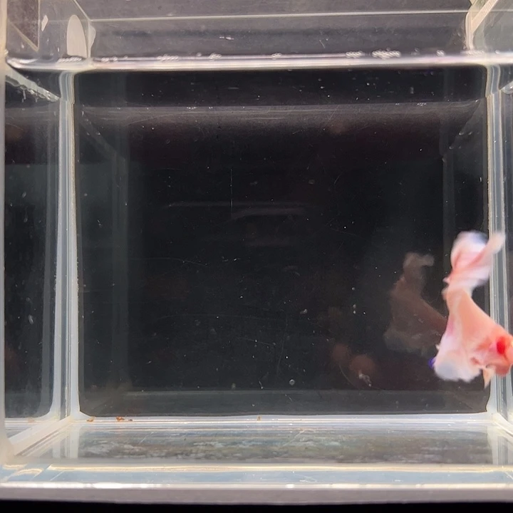 斗鱼一单包邮13日26