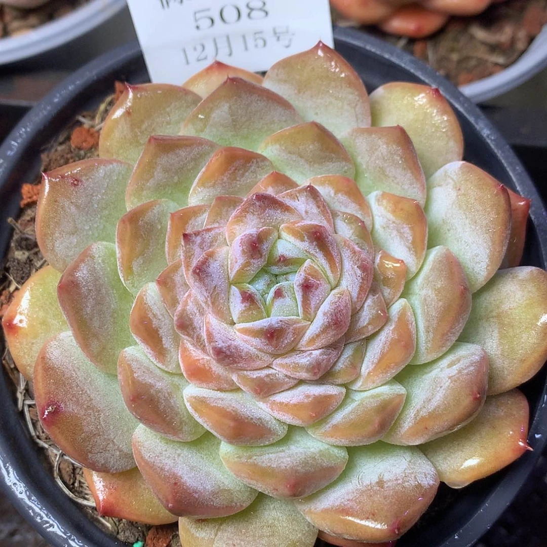 【闪购商品】云508号十公分