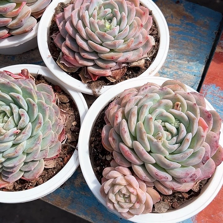 20.24女神一个脱土