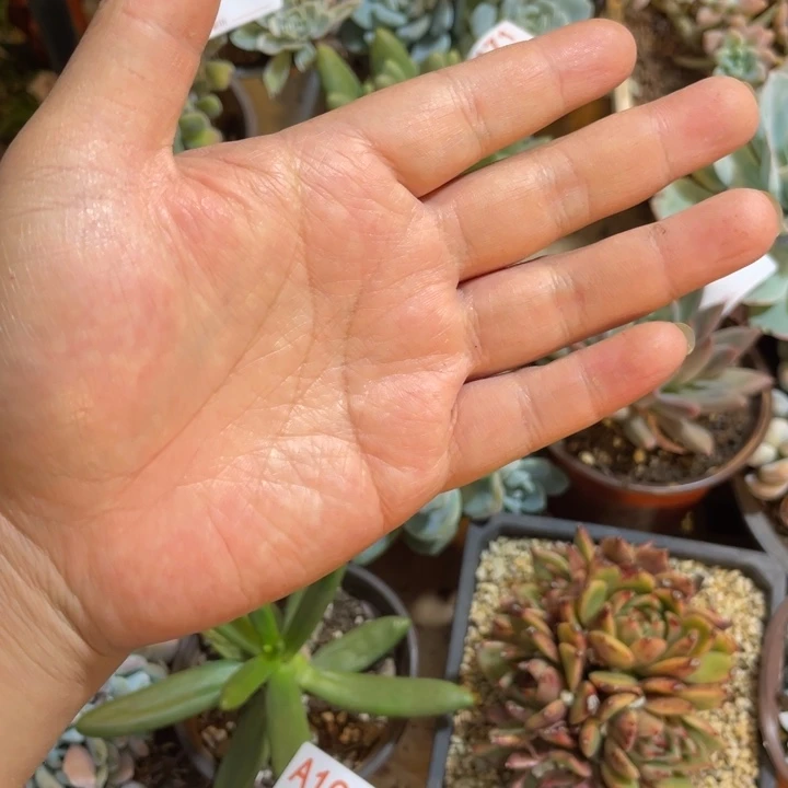 明***。130满20包邮脱土发货