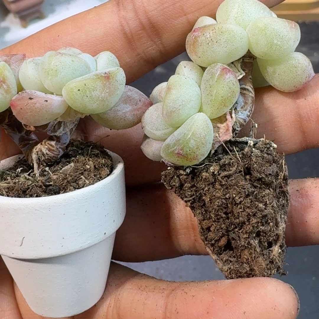 06号到手3颗江北多肉