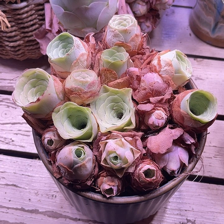 量拍山地玫瑰16颗3cm左右脱土发