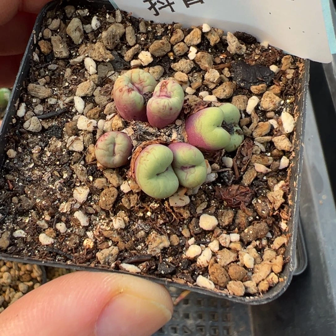 17-22肉锥多肉植物