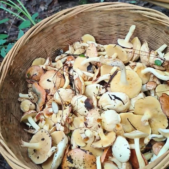 新鲜荞面菌焯水抽真空发货中国大陆