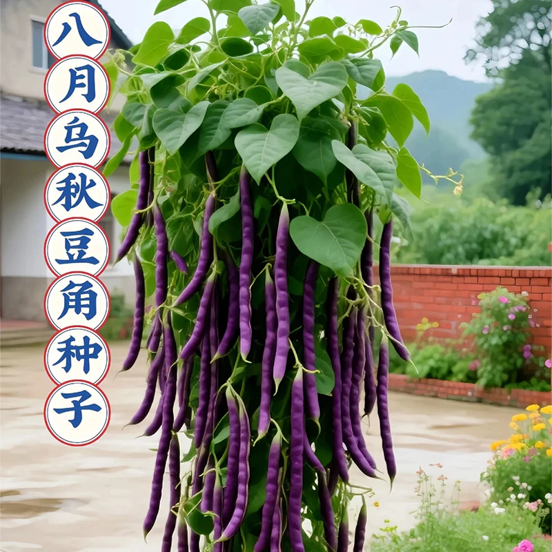 八月乌秋豆角种子春秋地豇豆 豆角种子阳台种菜四季易种蔬菜种子