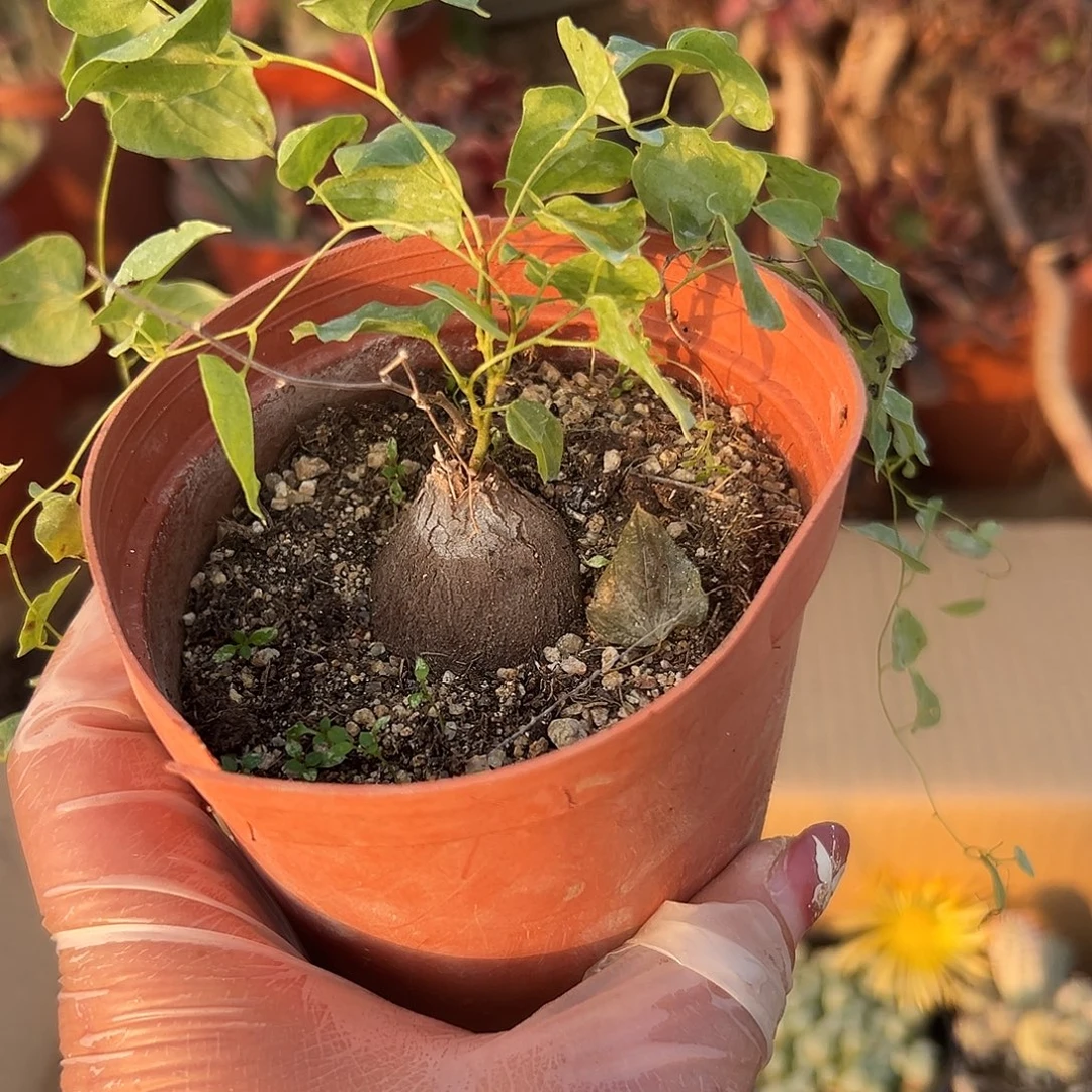 多肉植物龟甲龙单头