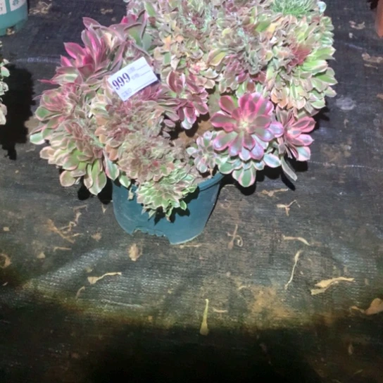 普****厂多肉植物缀999多肉