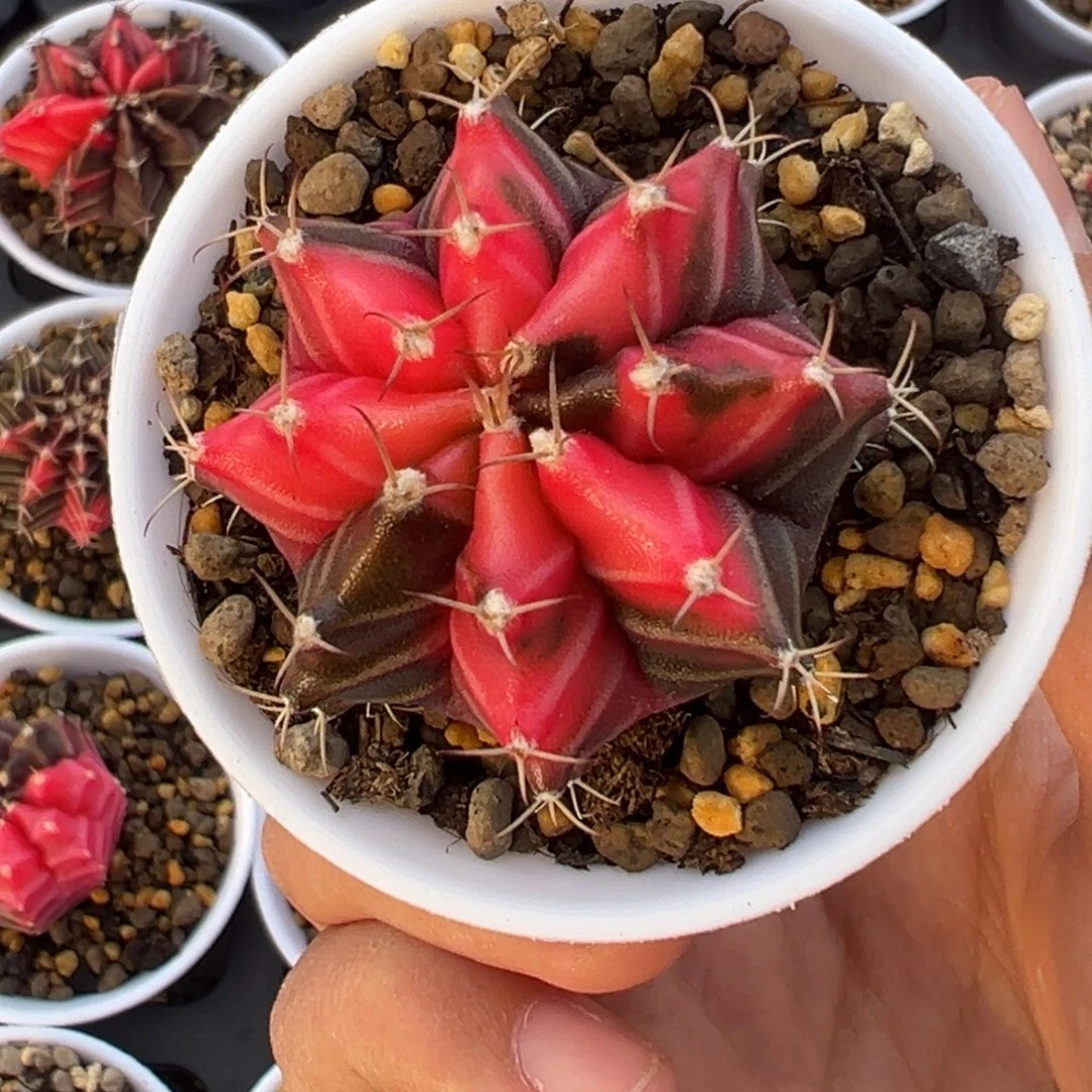 684 好看的米哈冲冲冲