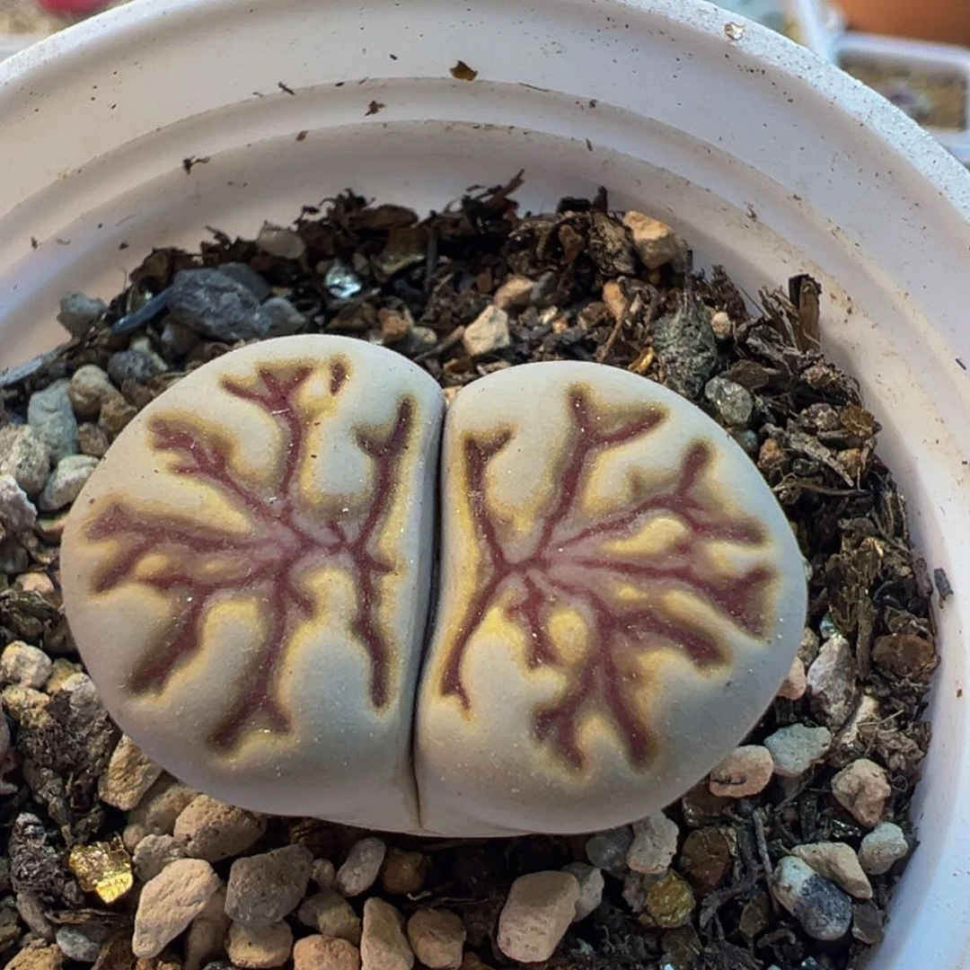 72多肉植物百科植物