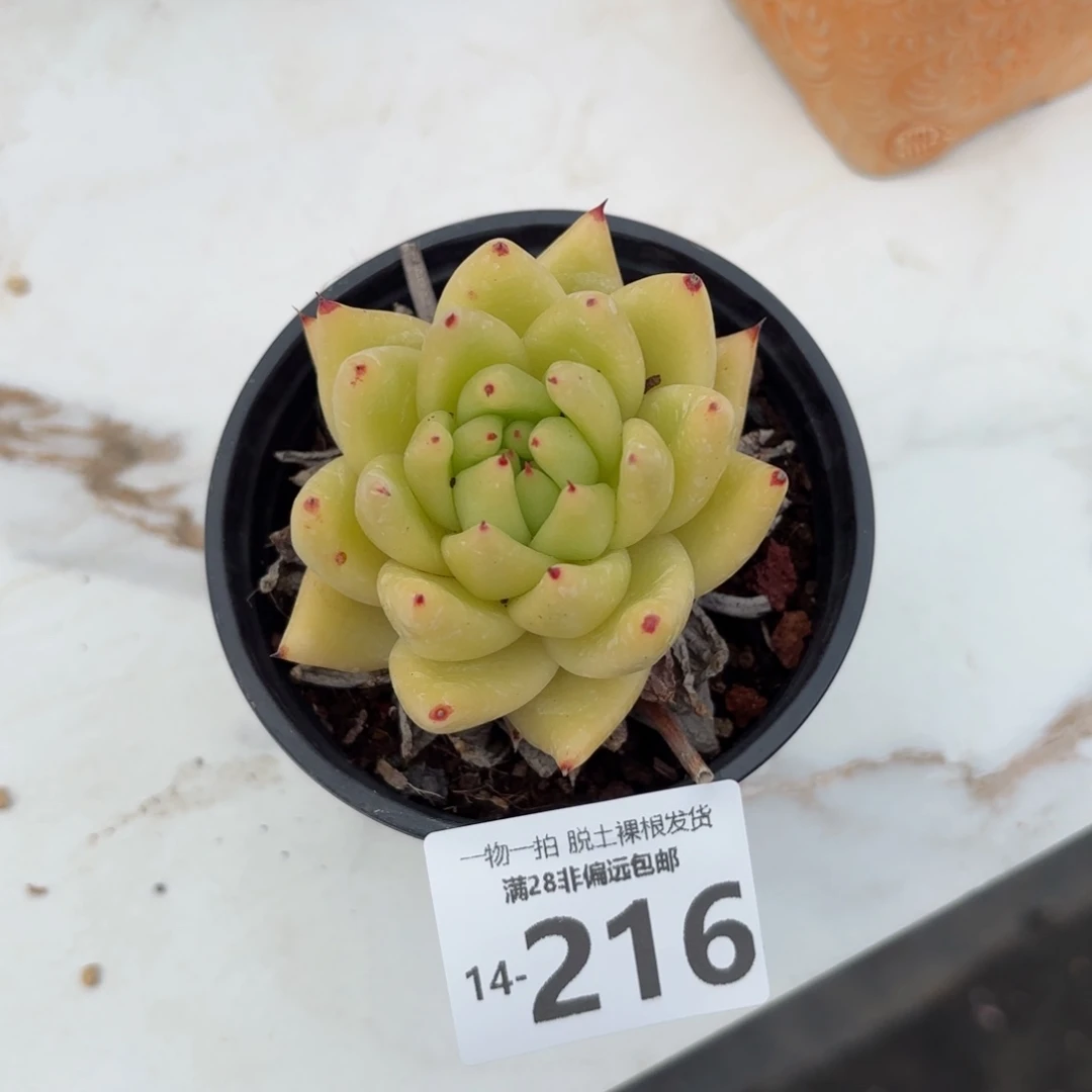 黄金玛利亚多肉多肉