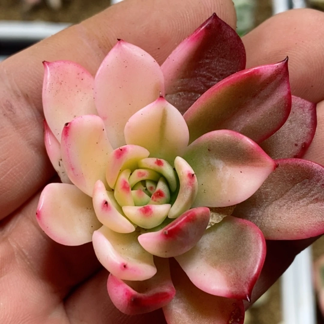 弗朗明哥锦  小方花圃一物一拍