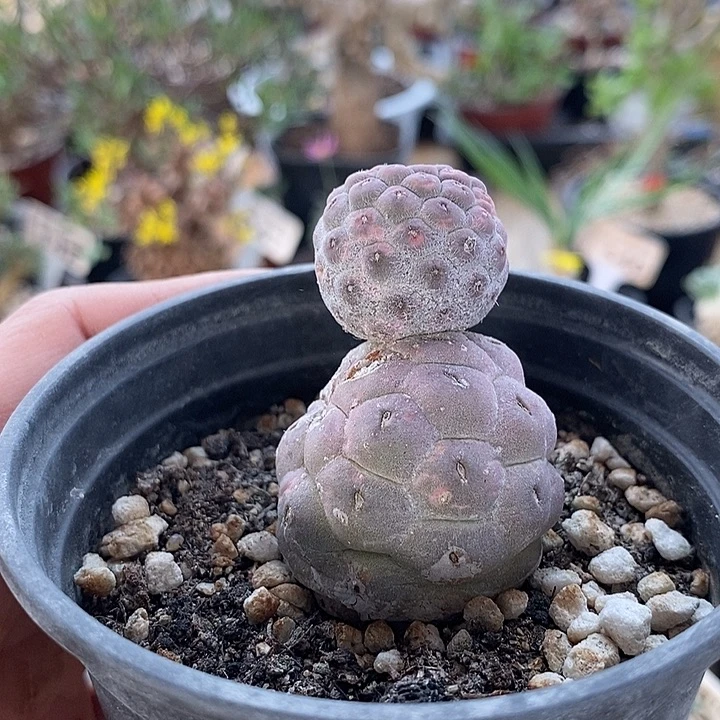 642一一一一一一一一一