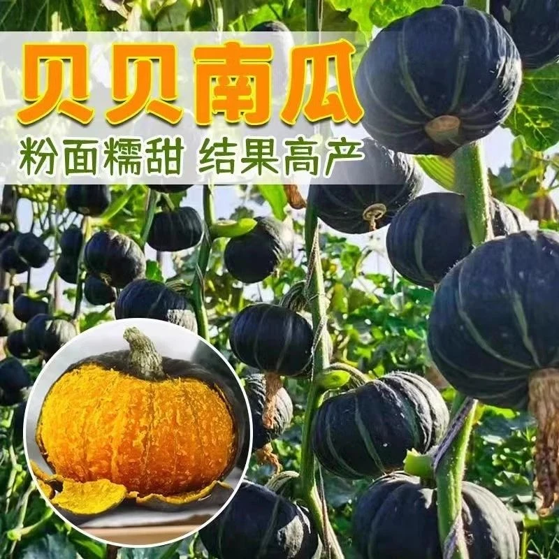【全店满5包包邮】绿贝贝高产小南瓜种子板栗味蔬菜种子