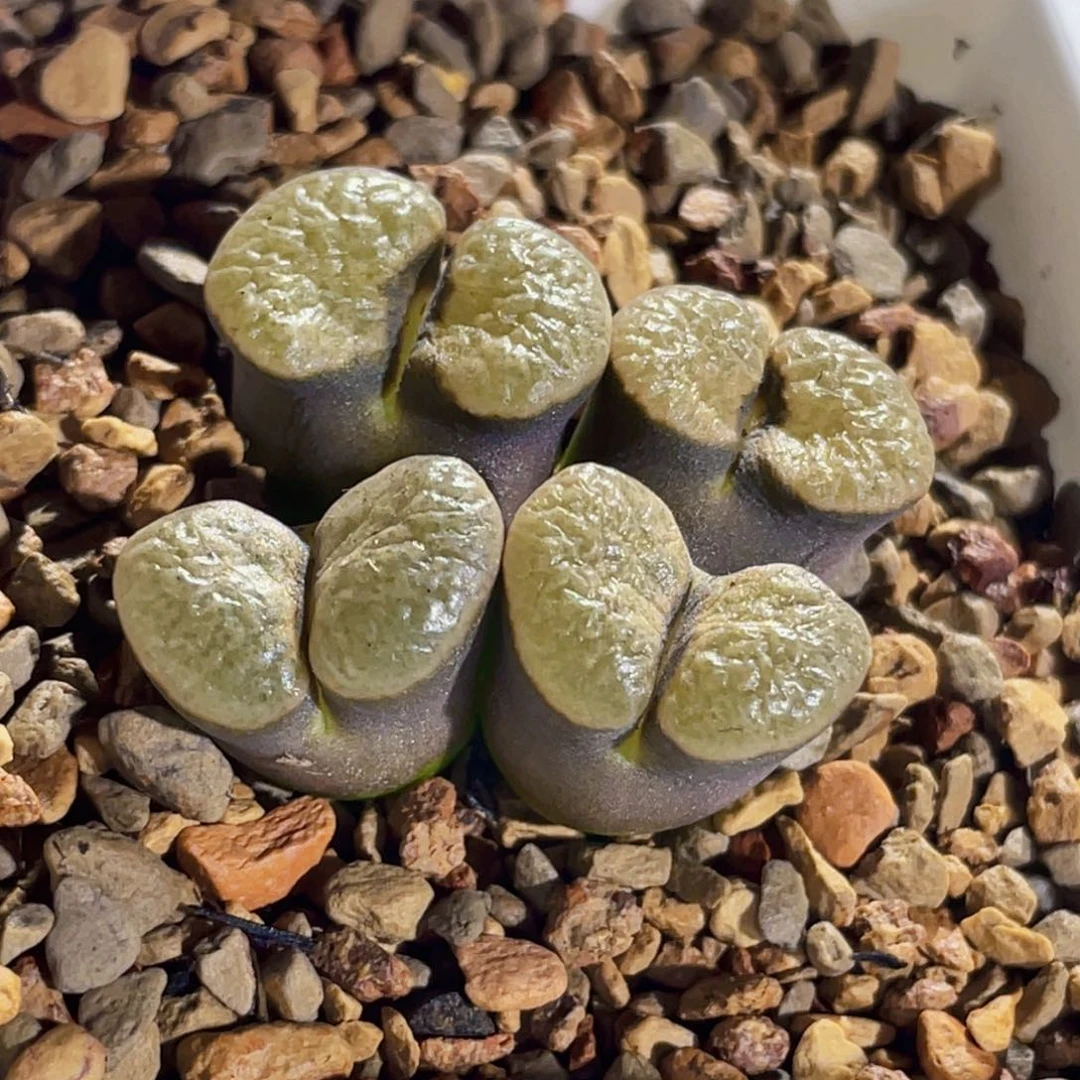 磁铁橙窗风铃植物一物一拍