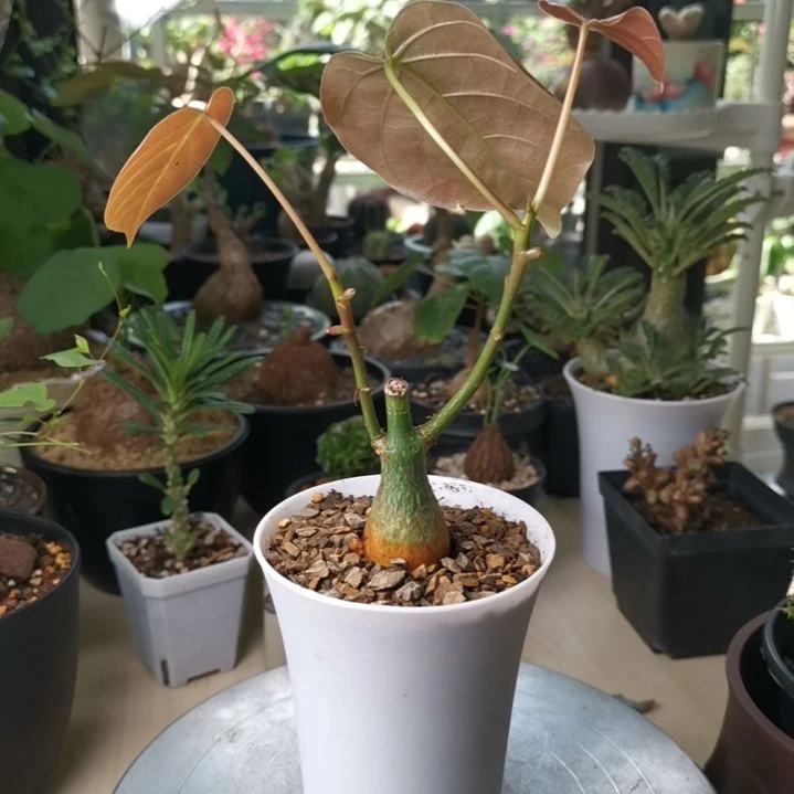0925龟甲木棉 一物一拍